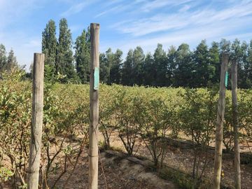 Venta parcela con Casas y plantación de arandanos