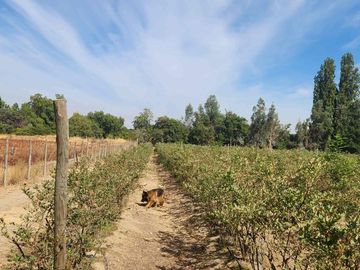 Venta parcela con Casas y plantación de arandanos