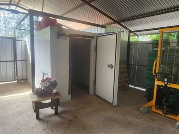 Venta parcela con Casas y plantación de arandanos
