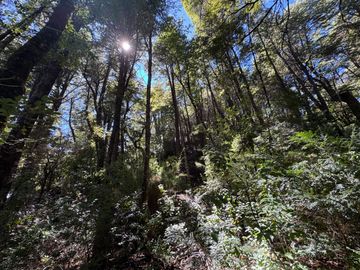 Parcela 5000M2 en valle Las Trancas, termas de Chillán