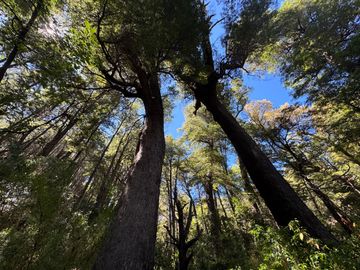 Parcela 5000M2 en valle Las Trancas, termas de Chillán