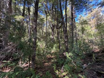 Parcela 5000M2 en valle Las Trancas, termas de Chillán