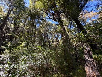 Parcela 5000M2 en valle Las Trancas, termas de Chillán