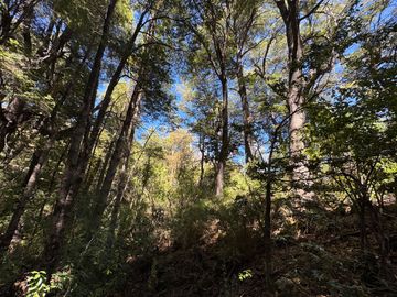 Parcela 5000M2 en valle Las Trancas, termas de Chillán