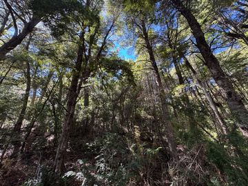 Parcela 5000M2 en valle Las Trancas, termas de Chillán