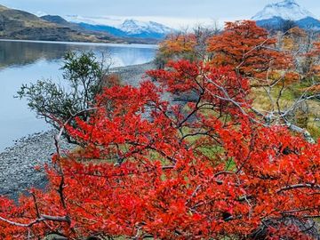 Venta de parcelas en Laguna Sofía, Puerto Natales - Región de Magallanes
