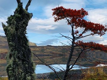 Venta de parcelas en Laguna Sofía, Puerto Natales - Región de Magallanes