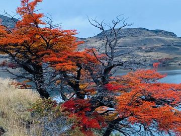 Venta de parcelas en Laguna Sofía, Puerto Natales - Región de Magallanes