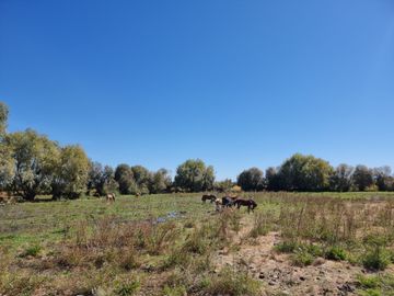 VENDO HERMOSA PARCELA DE 5.000 M2 EN COMUNA DE VILLA ALEGRE, TOTALMENTE SANEADA Y MUY CERCANA A CARRETERA 5 SUR