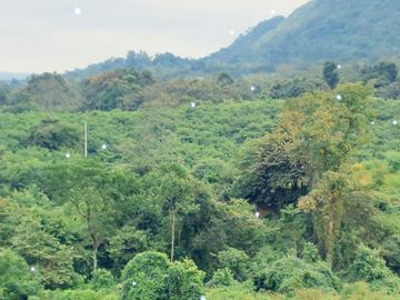 T173 - Venta Terreno de 42 hectáreas en Pedro Carbo - Guayas