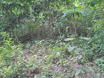 T173 - Venta Terreno de 42 hectáreas en Pedro Carbo - Guayas