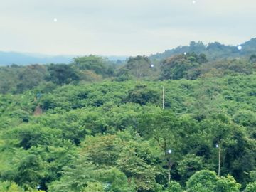 T173 - Venta Terreno de 42 hectáreas en Pedro Carbo - Guayas