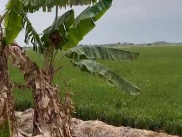 VENTA 568,300m2 en La Isla pertenece al Cantón Yaguachi muy cerca del Sector Nuevo Samborondon y de la Vía Al Pan- Samborondon