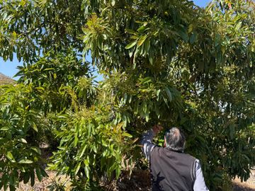 Petorca, parcela en producción con abundante agua.