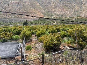 Petorca, parcela en producción con abundante agua.