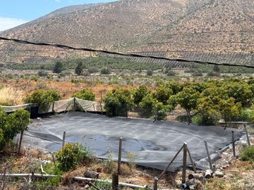 Petorca, parcela en producción con abundante agua.