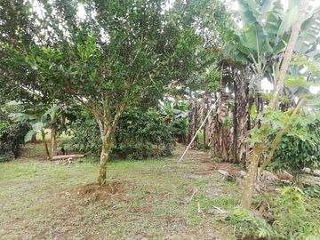 SE VENDE HERMOSA FINCA AGRICOLA GANADERA  28 HAS. QUININDE – ESMERALDAS - ECUADOR