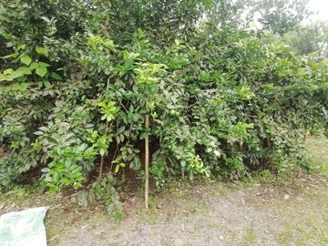 SE VENDE HERMOSA FINCA AGRICOLA GANADERA  28 HAS. QUININDE – ESMERALDAS - ECUADOR