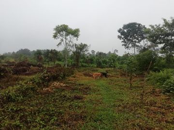 SE VENDE HERMOSA FINCA AGRICOLA GANADERA  28 HAS. QUININDE – ESMERALDAS - ECUADOR