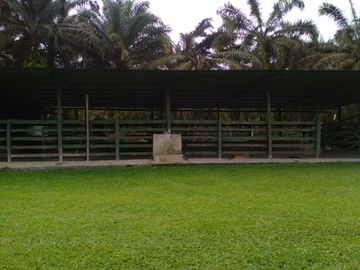 SE VENDE HERMOSA FINCA AGRICOLA GANADERA  28 HAS. QUININDE – ESMERALDAS - ECUADOR
