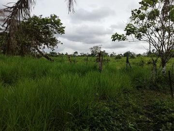 SE VENDE HERMOSA FINCA AGRICOLA GANADERA  28 HAS. QUININDE – ESMERALDAS - ECUADOR