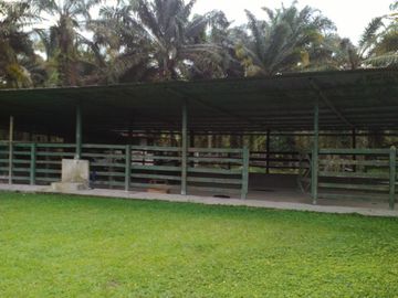 SE VENDE HERMOSA FINCA AGRICOLA GANADERA  28 HAS. QUININDE – ESMERALDAS - ECUADOR