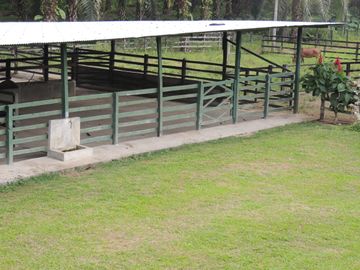 SE VENDE HERMOSA FINCA AGRICOLA GANADERA  28 HAS. QUININDE – ESMERALDAS - ECUADOR