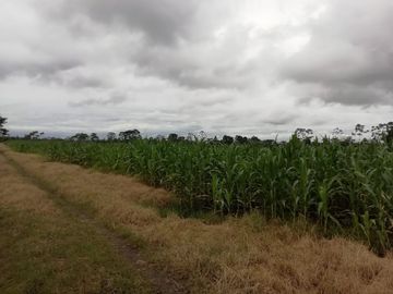 SE VENDE HERMOSA FINCA AGRICOLA GANADERA  28 HAS. QUININDE – ESMERALDAS - ECUADOR