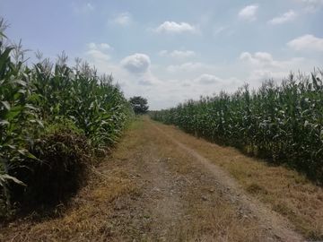 SE VENDE HERMOSA FINCA AGRICOLA GANADERA  28 HAS. QUININDE – ESMERALDAS - ECUADOR
