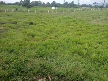 SE VENDE HERMOSA HACIENDA GANADERA 290 HAS. EN PRODUCCIÓN, CON ESTACION DE SERVICIO (GASOLINERA) LUZ DE AMERICA – SANTO DOMINGO DE LOS TSACHILAS - ECU