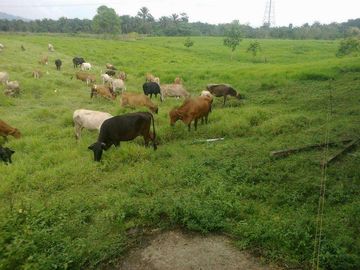 SE VENDE HERMOSA HACIENDA GANADERA 290 HAS. EN PRODUCCIÓN, CON ESTACION DE SERVICIO (GASOLINERA) LUZ DE AMERICA – SANTO DOMINGO DE LOS TSACHILAS - ECU