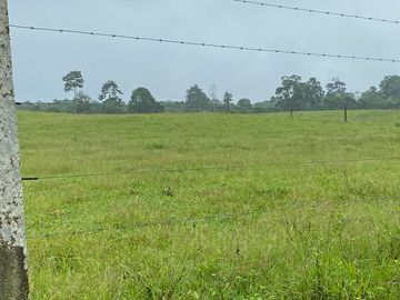 SE VENDE HERMOSA HACIENDA GANADERA 290 HAS. EN PRODUCCIÓN, CON ESTACION DE SERVICIO (GASOLINERA) LUZ DE AMERICA – SANTO DOMINGO DE LOS TSACHILAS - ECU