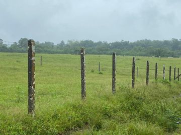 SE VENDE HERMOSA HACIENDA GANADERA 290 HAS. EN PRODUCCIÓN, CON ESTACION DE SERVICIO (GASOLINERA) LUZ DE AMERICA – SANTO DOMINGO DE LOS TSACHILAS - ECU