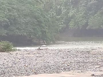 SE VENDE HERMOSA HACIENDA GANADERA 290 HAS. EN PRODUCCIÓN, CON ESTACION DE SERVICIO (GASOLINERA) LUZ DE AMERICA – SANTO DOMINGO DE LOS TSACHILAS - ECU