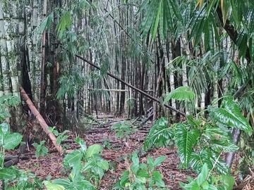 SE VENDE HERMOSA HACIENDA GANADERA 290 HAS. EN PRODUCCIÓN, CON ESTACION DE SERVICIO (GASOLINERA) LUZ DE AMERICA – SANTO DOMINGO DE LOS TSACHILAS - ECU