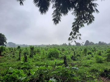 SE VENDE HERMOSA HACIENDA GANADERA 290 HAS. EN PRODUCCIÓN, CON ESTACION DE SERVICIO (GASOLINERA) LUZ DE AMERICA – SANTO DOMINGO DE LOS TSACHILAS - ECU