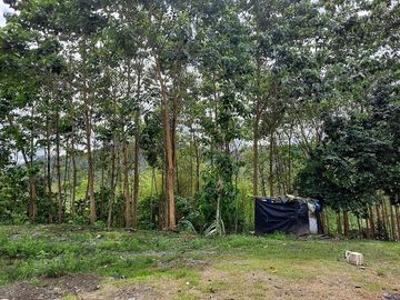 SE VENDE HERMOSA FINCA CON MELINA, 66 HECTAREAS, A FILO DE LA PANAMERICANA,  CHUCAPLE - QUININDE – ESMERALDAS - ECUADOR