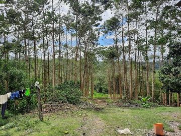 SE VENDE HERMOSA FINCA CON MELINA, 66 HECTAREAS, A FILO DE LA PANAMERICANA,  CHUCAPLE - QUININDE – ESMERALDAS - ECUADOR