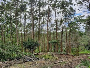 SE VENDE HERMOSA FINCA CON MELINA, 66 HECTAREAS, A FILO DE LA PANAMERICANA,  CHUCAPLE - QUININDE – ESMERALDAS - ECUADOR