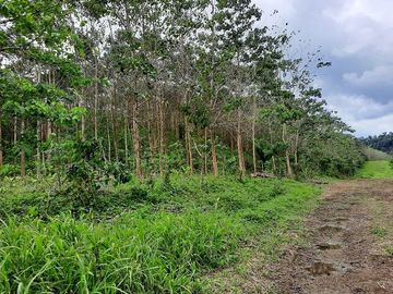SE VENDE HERMOSA FINCA CON MELINA, 66 HECTAREAS, A FILO DE LA PANAMERICANA,  CHUCAPLE - QUININDE – ESMERALDAS - ECUADOR