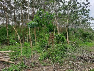SE VENDE HERMOSA FINCA CON MELINA, 66 HECTAREAS, A FILO DE LA PANAMERICANA,  CHUCAPLE - QUININDE – ESMERALDAS - ECUADOR