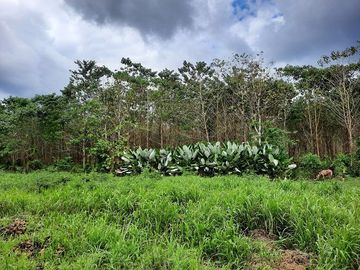 SE VENDE HERMOSA FINCA CON MELINA, 66 HECTAREAS, A FILO DE LA PANAMERICANA,  CHUCAPLE - QUININDE – ESMERALDAS - ECUADOR