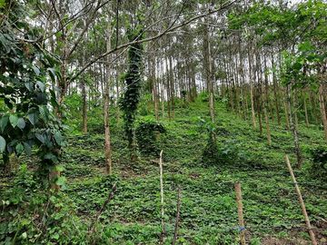 SE VENDE HERMOSA FINCA CON MELINA, 66 HECTAREAS, A FILO DE LA PANAMERICANA,  CHUCAPLE - QUININDE – ESMERALDAS - ECUADOR