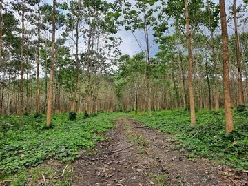 SE VENDE HERMOSA FINCA CON MELINA, 66 HECTAREAS, A FILO DE LA PANAMERICANA,  CHUCAPLE - QUININDE – ESMERALDAS - ECUADOR