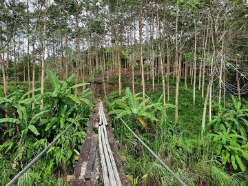 SE VENDE HERMOSA FINCA CON MELINA, 66 HECTAREAS, A FILO DE LA PANAMERICANA,  CHUCAPLE - QUININDE – ESMERALDAS - ECUADOR