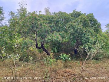 5,172 sqm farm lot for sale in Nueva Valencia, Guimaras