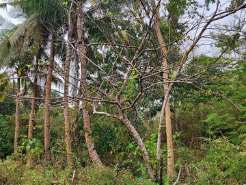 5,172 sqm farm lot for sale in Nueva Valencia, Guimaras