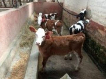 HERMOSA HACIENDA AGRICOLA Y GANADERA DE VENTA EN MACHACHI
