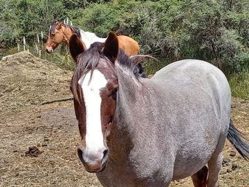HERMOSA HACIENDA AGRICOLA Y GANADERA DE VENTA EN MACHACHI