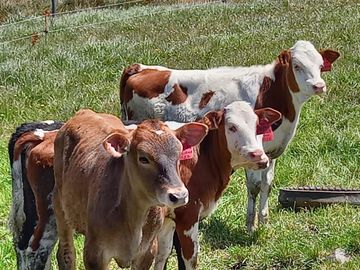 HERMOSA HACIENDA AGRICOLA Y GANADERA DE VENTA EN MACHACHI